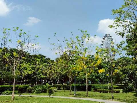 美崙公園滿樹金黃與遍地花影交織而成的夏日風景（圖片來源：臺北市政府工務局公園路燈工程管理處）