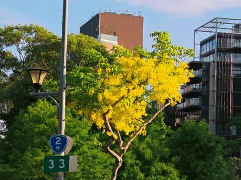 福林路阿勃勒茂盛（圖片來源：臺北市政府工務局公園路燈工程管理處）