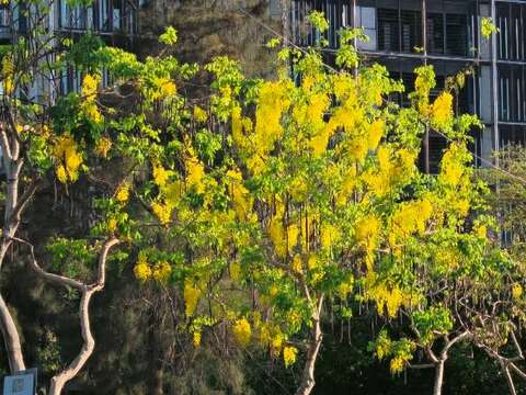 福林路阿勃勒金黃與遍地花影交織而成的夏日風景（圖片來源：臺北市政府工務局公園路燈工程管理處）