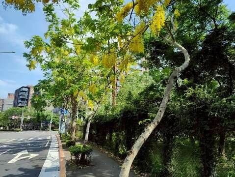 堤頂大道2段阿勃勒金黃與遍地花影交織而成的夏日風景（圖片來源：臺北市政府工務局公園路燈工程管理處）