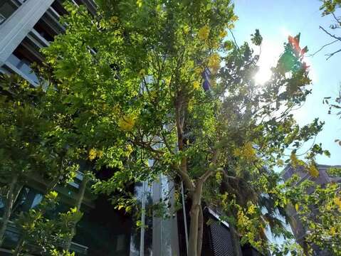 堤頂大道2段阿勃勒-仰視（圖片來源：臺北市政府工務局公園路燈工程管理處）