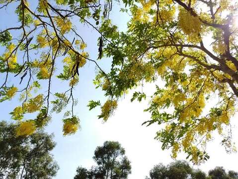阿勃勒盛開-仰視（圖片來源：臺北市政府工務局公園路燈工程管理處）