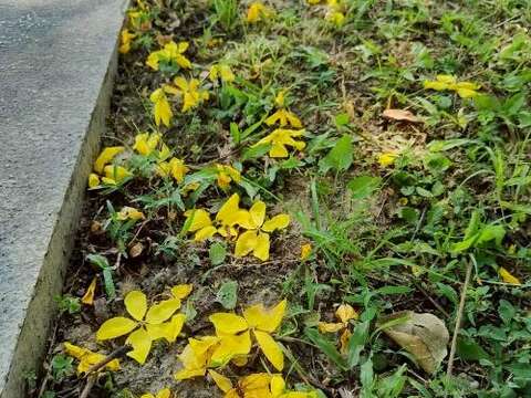 阿勃勒盛開時,花瓣隨風飄落,如細兩般灑滿人行道,也像是大自然送給城市的一封夏日情書（圖片來源：臺北市政府工務局公園路燈工程管理處