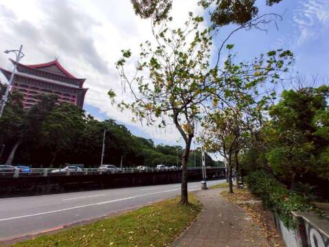 中山北路阿勃勒金黃與遍地花影交織而成的夏日風景（圖片來源：臺北市政府工務局公園路燈工程管理處）