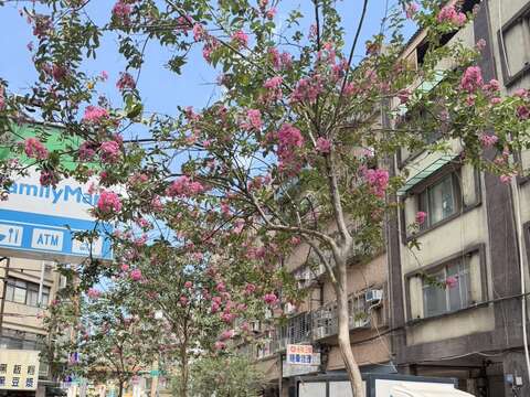 貴陽街紫薇搭配矮仙丹複層式花臺（圖片來源：臺北市政府工務局公園路燈工程管理處）