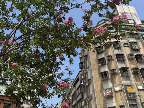 貴陽街仰望紫薇花現藍天白雲中（圖片來源：臺北市政府工務局公園路燈工程管理處）