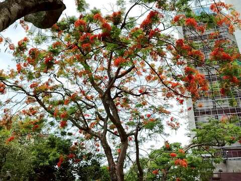仁愛圓環鳳凰木盛開處處可見（圖片來源：臺北市政府工務局公園路燈工程管理處）