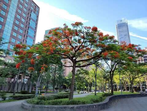 信義安康公園有數株鳳凰木綻放火紅花朵,為城市角落妝點出浪漫而熱情的夏季色彩（圖片來源：臺北市政府工務局公園路燈工程管理處）