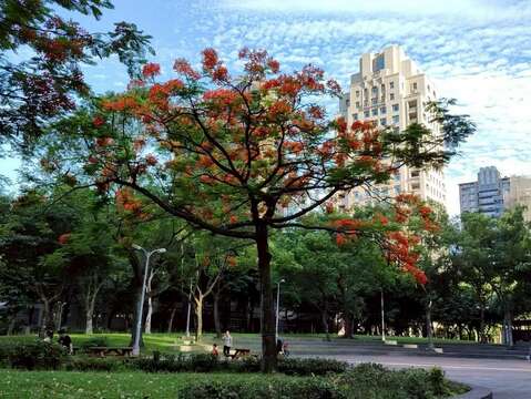 安康公園有數株鳳凰木綻放火紅花朵,為城市角落妝點出浪漫而熱情的夏季色彩（圖片來源：臺北市政府工務局公園路燈工程管理處）