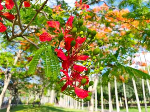 士林官邸公園鳳凰木火紅花朵（圖片來源：臺北市政府工務局公園路燈工程管理處）