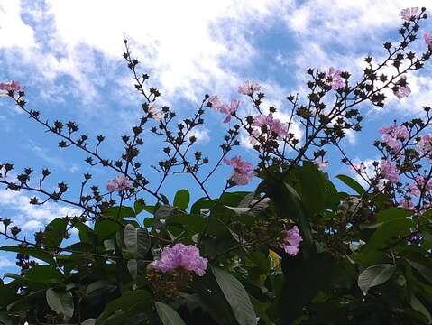 大花紫薇相較於紫薇豔麗花色（圖片來源：臺北市政府工務局公園路燈工程管理處）