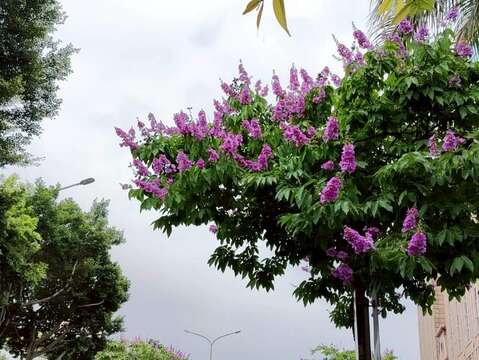 處處可見大花紫薇枝頭綻放（圖片來源：臺北市政府工務局公園路燈工程管理處）
