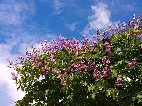 一簇簇粉紫色花朵如雲似霞景（圖片來源：臺北市政府工務局公園路燈工程管理處）