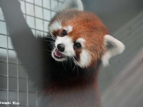 雌性小貓熊較為害羞(圖片來源:臺北市立動物園)