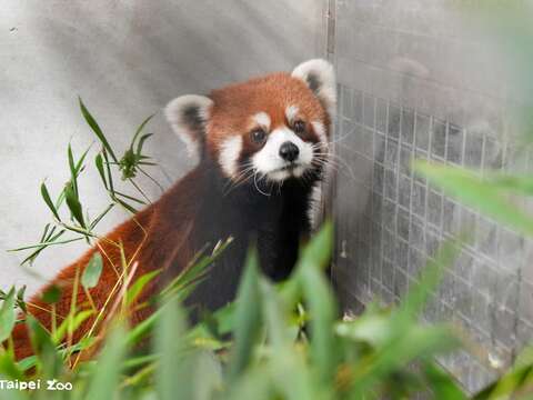 雄性小貓熊進到檢疫舍開始積極探索(圖片來源:臺北市立動物園)