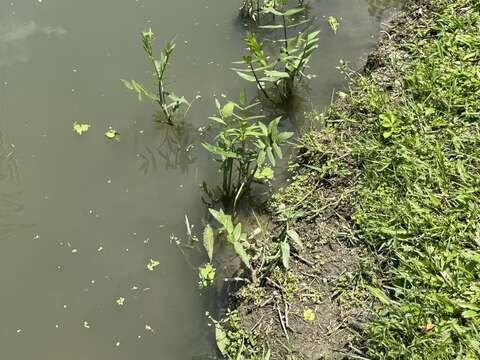 雙溪溼地公園開放水域先行種植細葉零餘子（圖片來源：臺北市政府工務局公園路燈工程管理處）