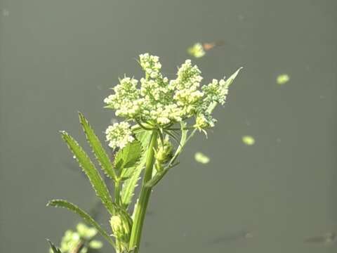 細葉零餘子為瀕危等級達「極危(CR)」之原生植物（圖片來源：臺北市政府工務局公園路燈工程管理處）