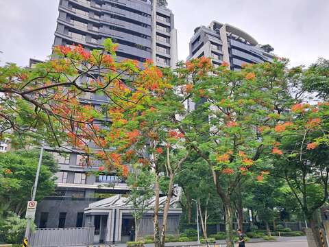 鳳凰木花期綻放(圖片來源:臺北市政府工務局公園路燈工程管理處)