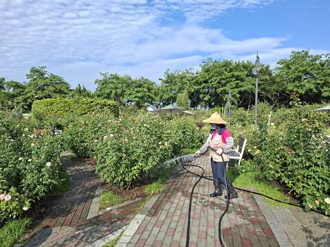 玫瑰園志工近期也忙於替玫瑰進行澆灌(圖片來源:臺北市政府工務局公園路燈工程管理處)