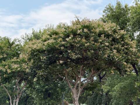 九芎開花時滿樹雪白,同時也是重要的蜜源植物(圖片來源:臺北市政府工務局公園路燈工程管理處)