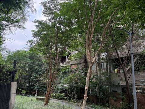 南港區園區綠地九芎樹景(圖片來源:臺北市政府工務局公園路燈工程管理處)