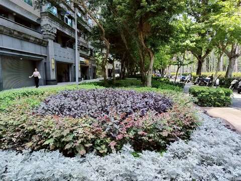 仁愛路四段的人行環境以榕樹做為街道綠化的主體,沿線規劃植栽路樹及多種多樣的地被植物(圖片來源:臺北市政府工務局公園路燈工程管理處)