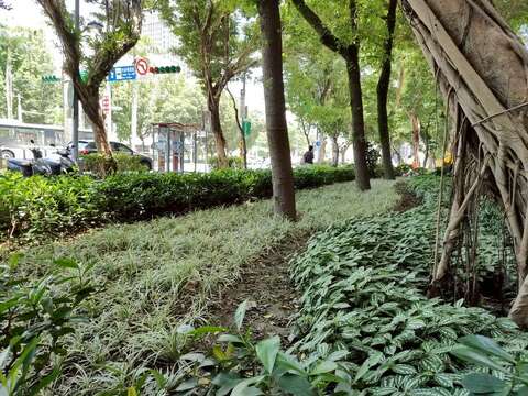 層次分明的耐陰植栽隨著街道與設計鋪展,於綠意間交織出自然、色彩紛呈且富有節奏感的街景畫面(圖片來源:臺北市政府工務局公園路燈工程管理處)