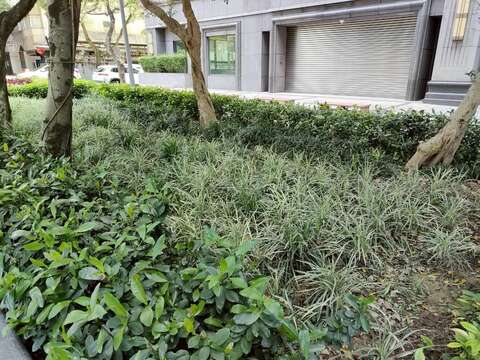 完整樹蔭環境下,植栽選擇以耐陰性佳、管理穩定的種類為主,能在半遮蔭條件下維持良好生長狀態。(圖片來源:臺北市政府工務局公園路燈工程管理處)