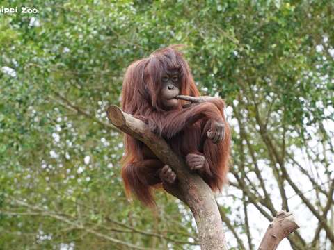動物園會趁著6月下旬期間,視情形更新部分物種的活動環境。(圖片來源:臺北市立動物園)