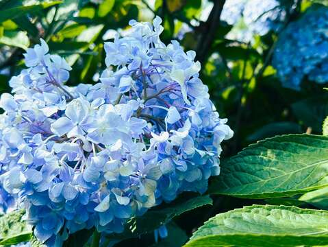 藍色的繡球花(圖片來源:臺北市政府工務局大地工程處)