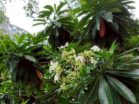 海檬果開花（圖片來源：臺北市政府工務局公園路燈工程管理處）