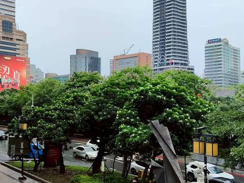 臺北車站北側臨市民大道一段綠帶的海檬果已進入盛花期（圖片來源：臺北市政府工務局公園路燈工程管理處）