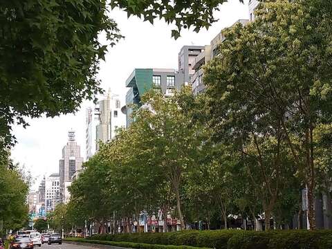 信義路安全島光臘樹（圖片來源：臺北市政府工務局公園路燈工程管理處）