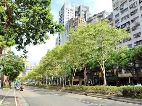 信義路安全島的光臘樹下種植杜鵑、草花等充滿四季變化的動感之美（圖片來源：臺北市政府工務局公園路燈工程管理處）