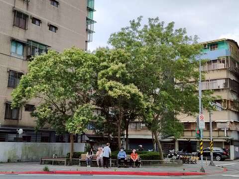 臥龍街光蠟樹為人乘涼（圖片來源：臺北市政府工務局公園路燈工程管理處）