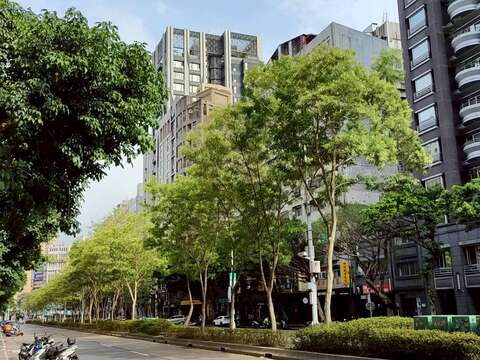 信義區光臘樹盛花目前已到結果期（圖片來源：臺北市政府工務局公園路燈工程管理處）