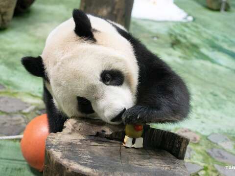 大貓熊圓寶上前撥弄奇異果星人。（圖片來源：臺北市立動物園）