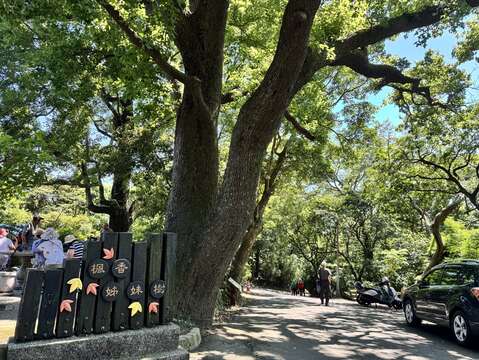 楓香姊妹樹（圖片來源：臺北市政府工務局公園路燈工程管理處）