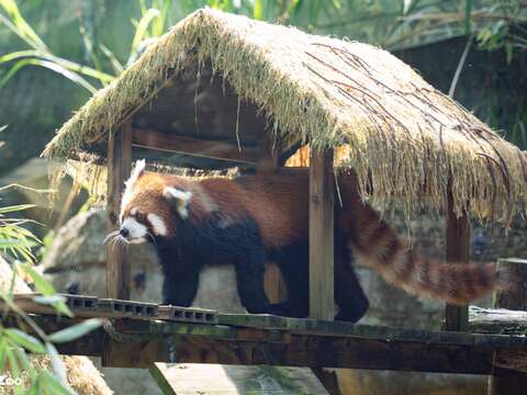 來自日本旭山動物園的雌性小貓熊茜茜,開始有機會和大家見面（圖片來源：臺北市立動物園）