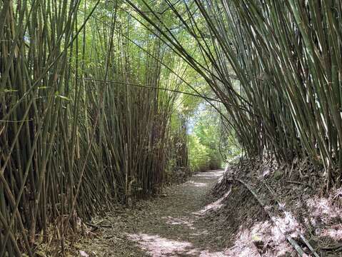 竹林隧道（圖片來源：臺北市政府工務局公園路燈工程管理處）
