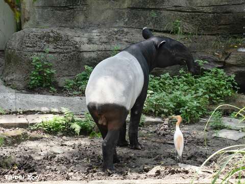 年輕的雄性馬來貘Bintang來自新加坡（圖片來源：臺北市立動物園）