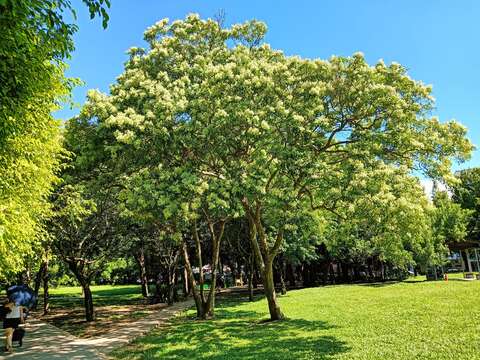 榮星花園公園整體更新改建工程不僅提升設施品質,更深化人與自然的連結。(圖片來源:臺北市政府工務局公園路燈工程管理處)