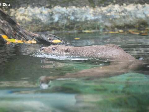 傍晚比較容易看見歐亞水獺下水嬉戲(圖片來源:臺北市立動物園)