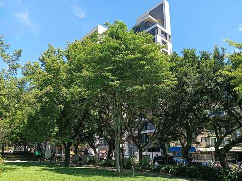 在高樓與街道交織的城市景觀中,榮星花園公園如同一抹溫柔綠意,靜靜守護著都市裡難得的自然氣息。(圖片來源:臺北市政府工務局公園路燈工程管理處)