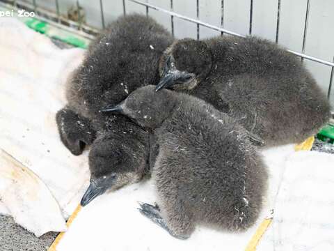 臺北市立動物園的黑腳企鵝透過每年日益精進的繁殖技術,來維護黑腳企鵝域外族群的個體數與基因多樣性(圖片來源:臺北市立動物園)