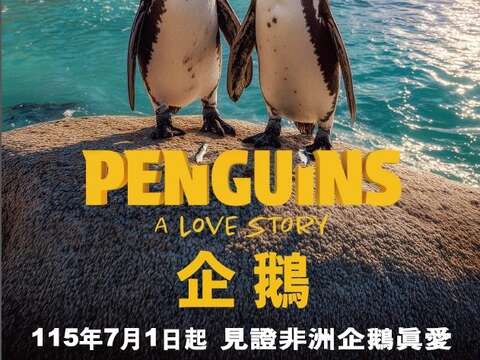 黑腳企鵝海洋科技博物館海洋劇場暑假熱映中(圖片來源:臺北市立動物園)