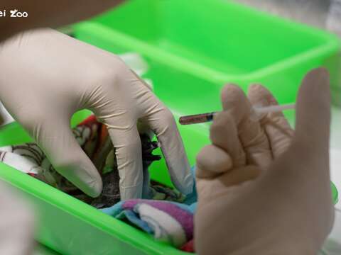 黑腳企鵝寶寶們在孵化室破殼後,送回目前成為企鵝幼兒園的企鵝館作業區,由辛勞的保育員們代理父母進行人工哺育(圖片來源:臺北市立動物園)