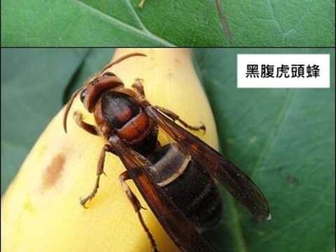 居家或戶外常見的虎頭蜂種（圖片來源：臺北市動物保護處產業保育組）
