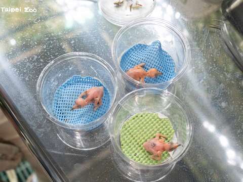 栗喉蜂虎寶寶剛孵化時粉色光溜溜像外星人般模樣(圖片來源:臺北市立動物園)