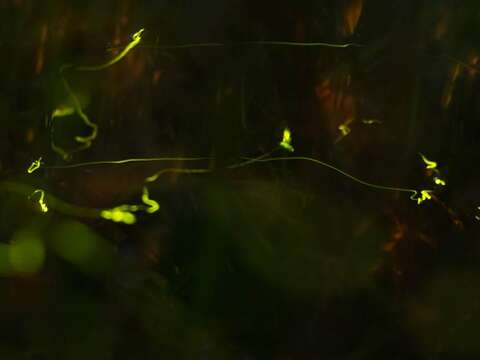 圖1、榮星公園螢火蟲夜間於草叢中飛行